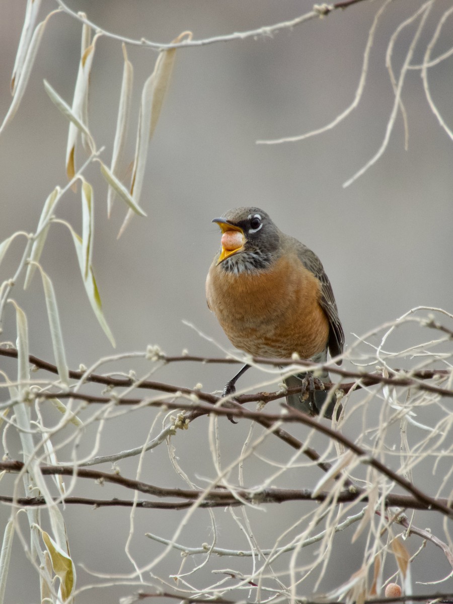 American Robin - ML645737644