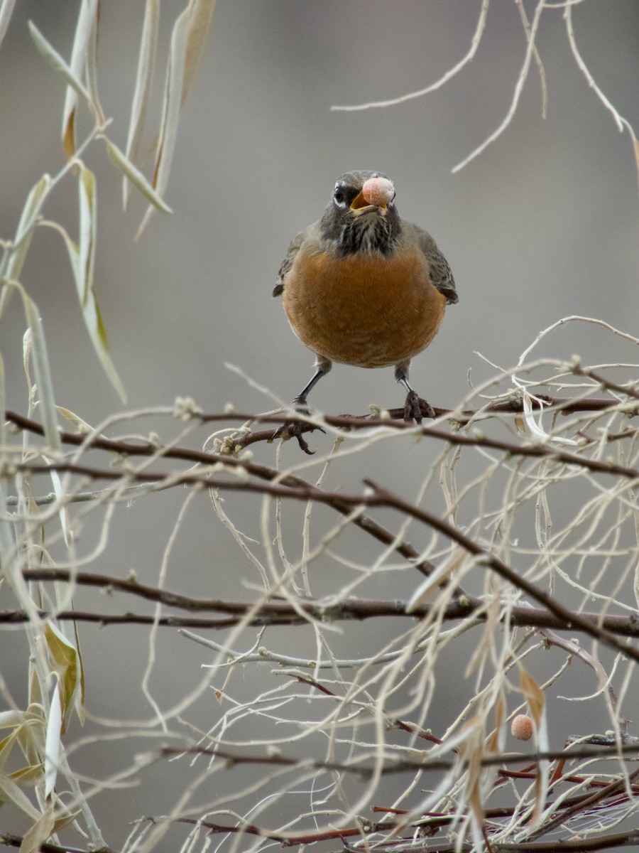 American Robin - ML645737645