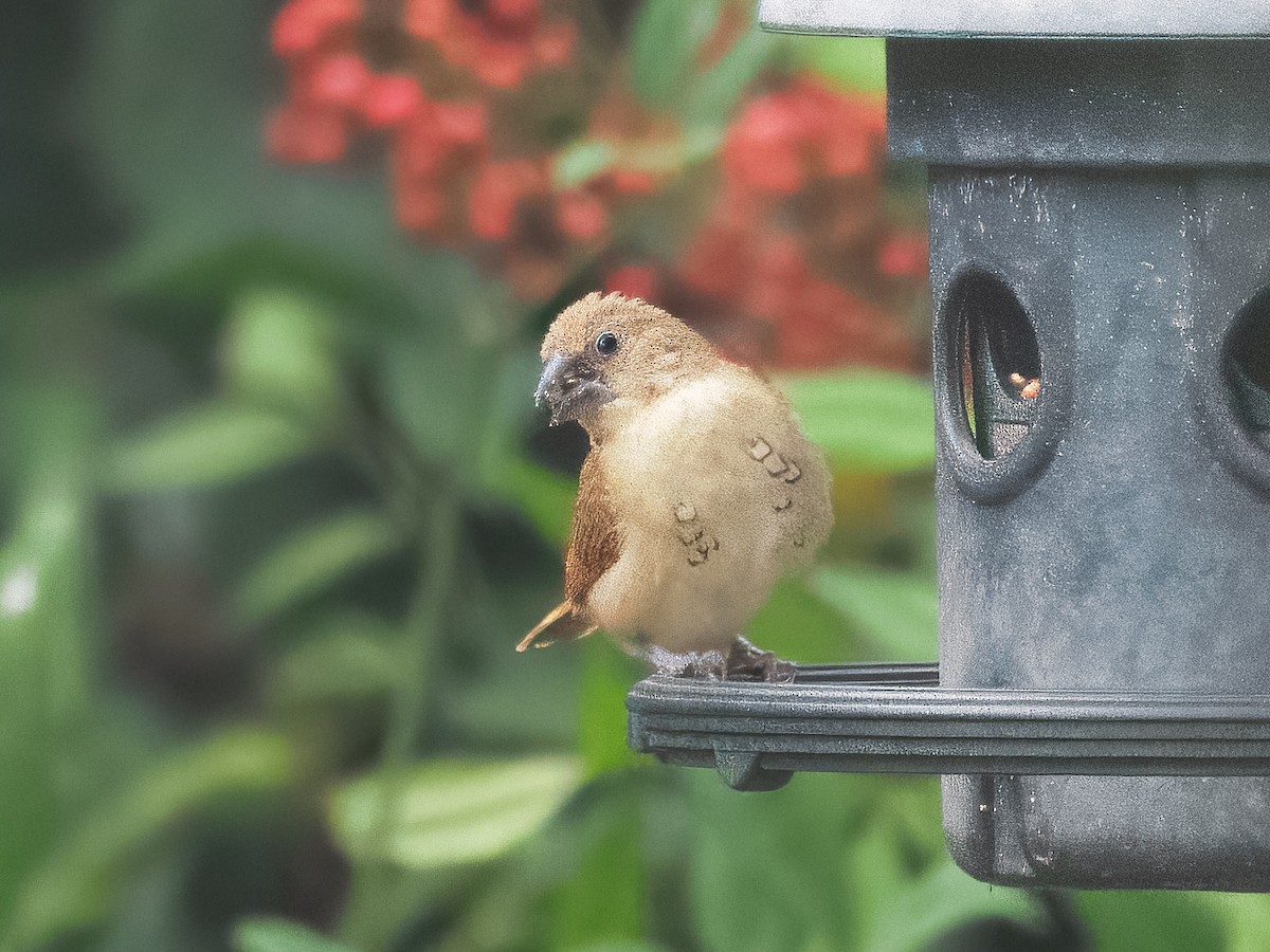Scaly-breasted Munia - ML645737651