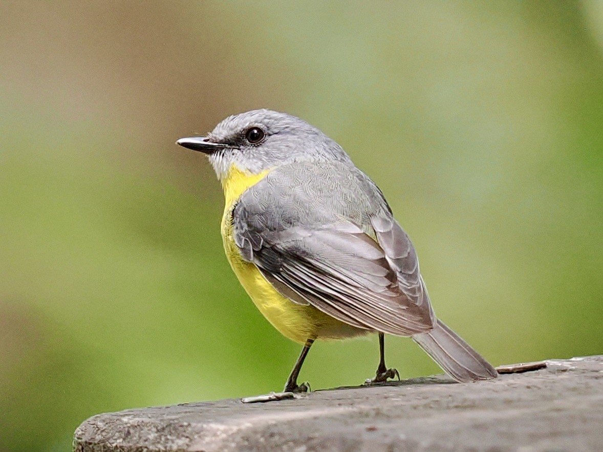 Doğulu Sarı Bülbül - ML645737658