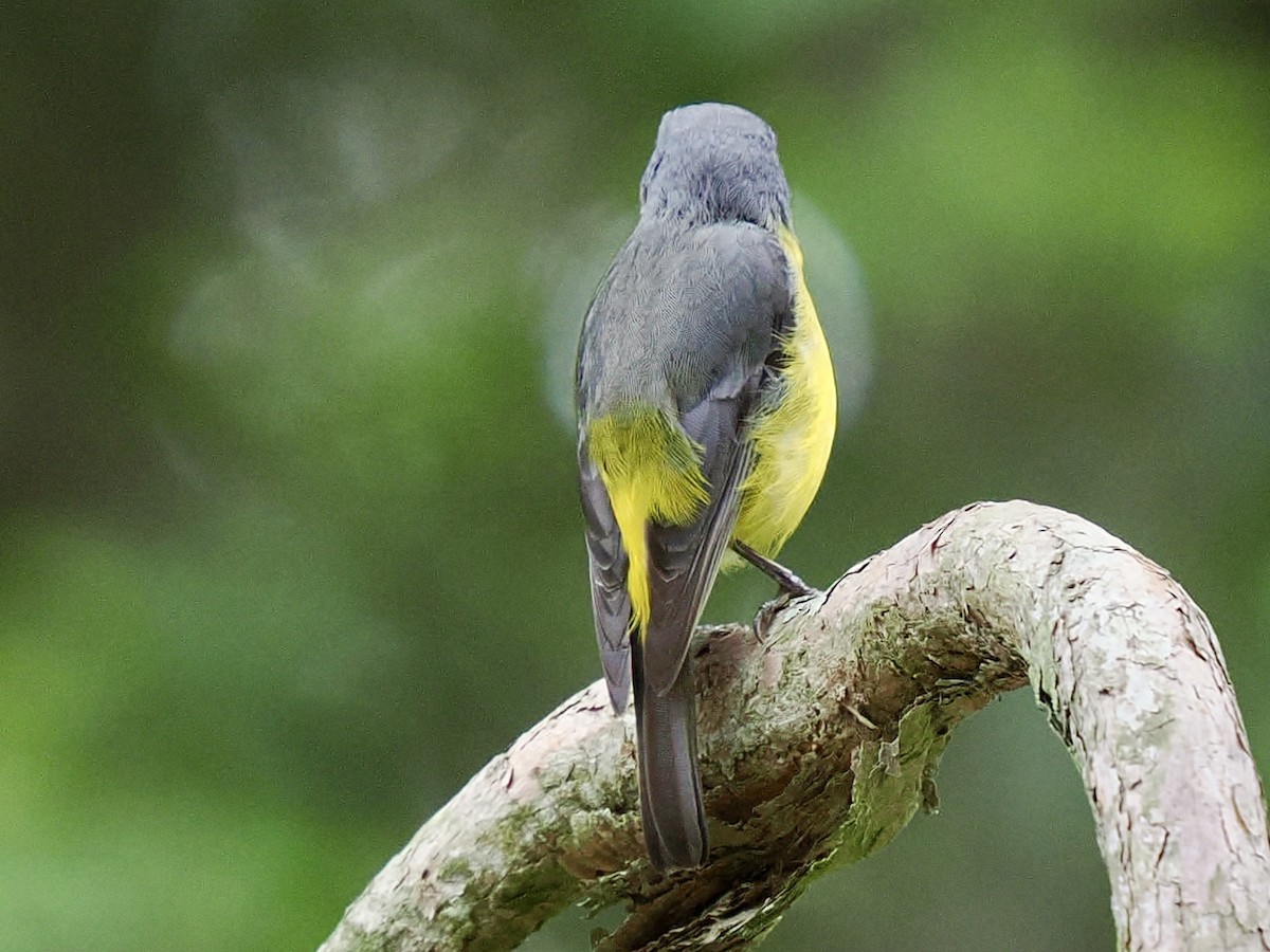 Doğulu Sarı Bülbül - ML645737659