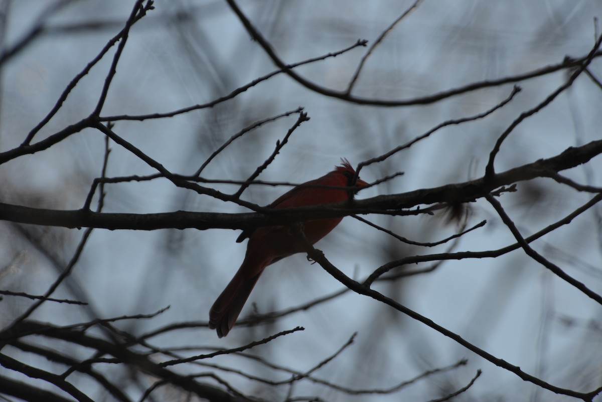 Northern Cardinal - ML645737662
