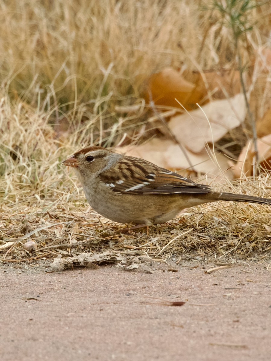 White-crowned Sparrow - ML645737668