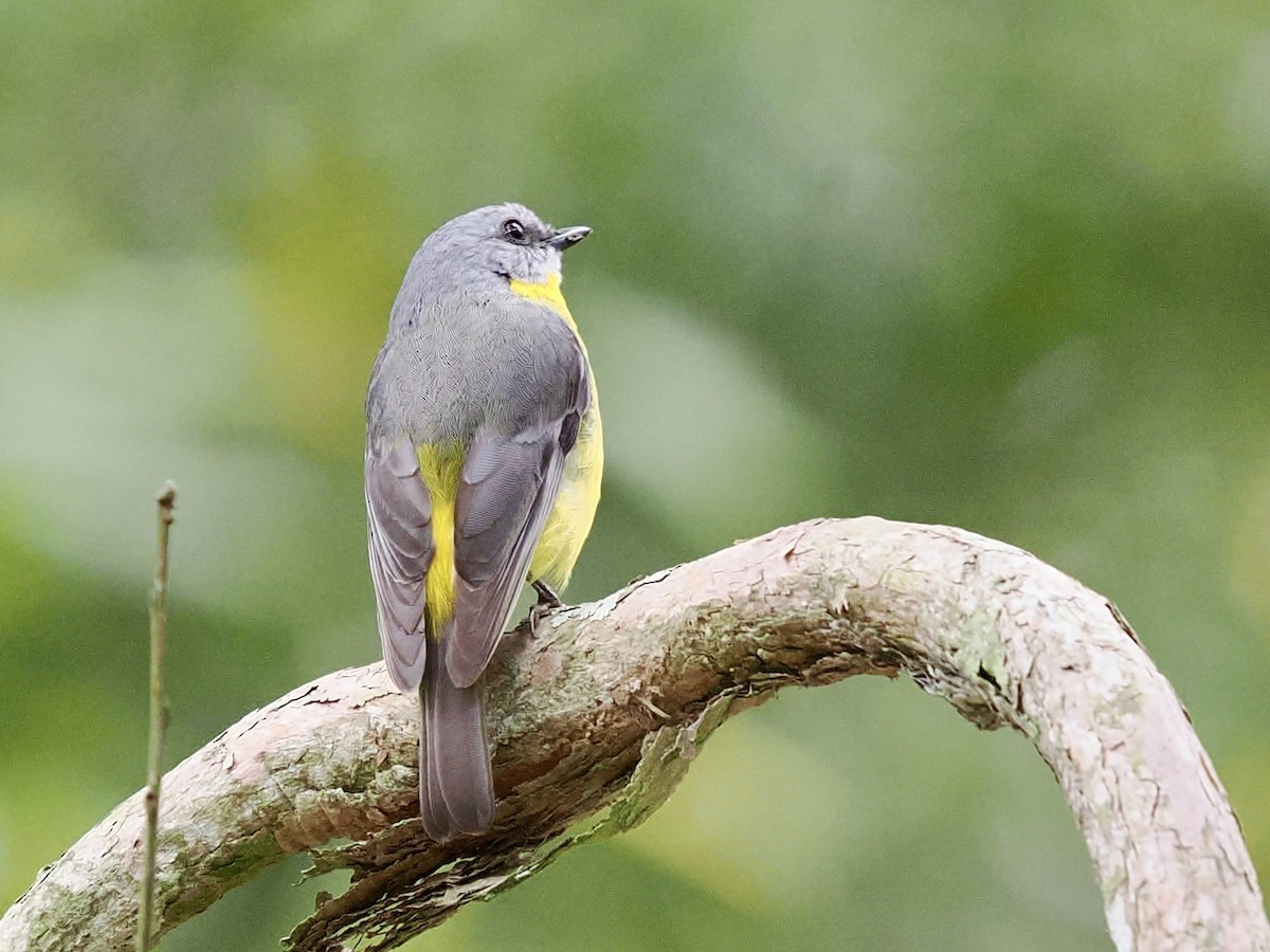 Doğulu Sarı Bülbül - ML645737671