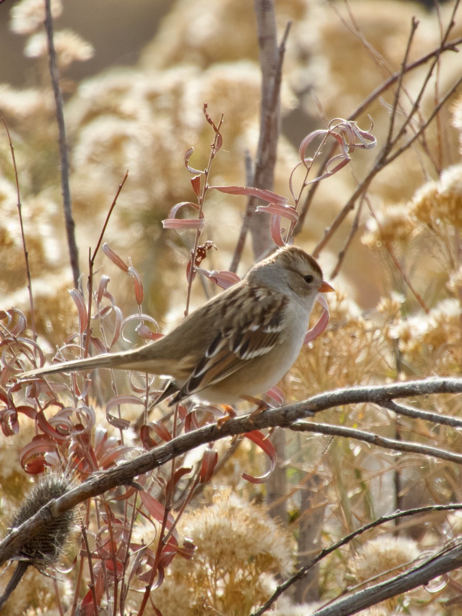 White-crowned Sparrow - ML645737679