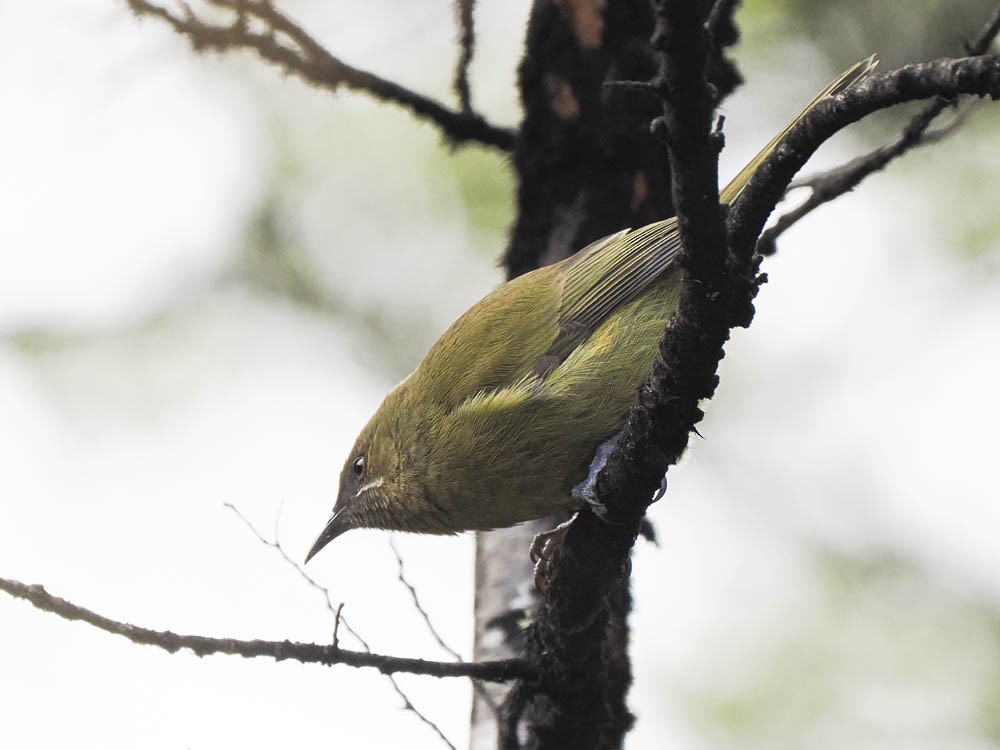 New Zealand Bellbird - ML645737681