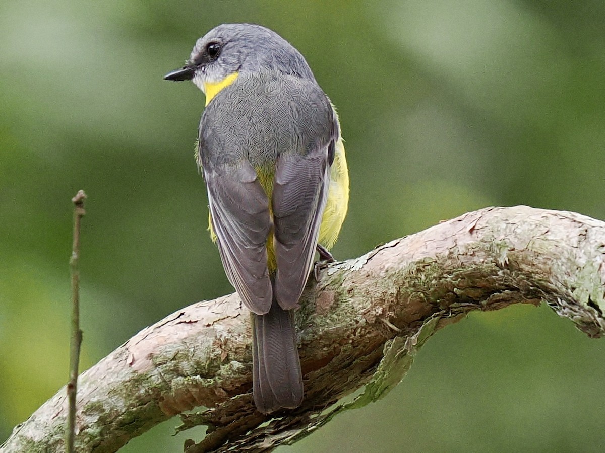 Doğulu Sarı Bülbül - ML645737682