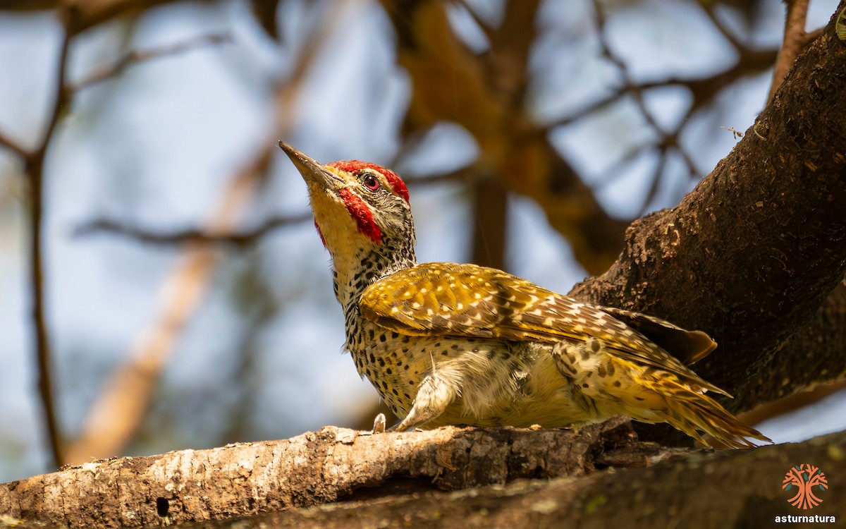Nubian Woodpecker - ML645737684