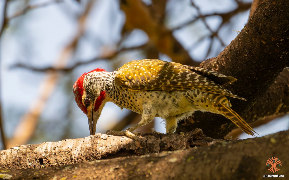 Nubian Woodpecker - ML645737685