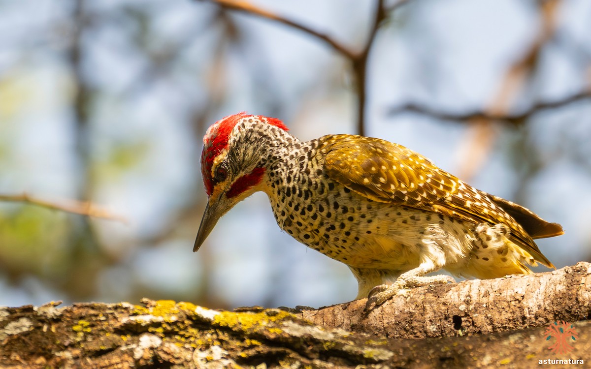 Nubian Woodpecker - ML645737686