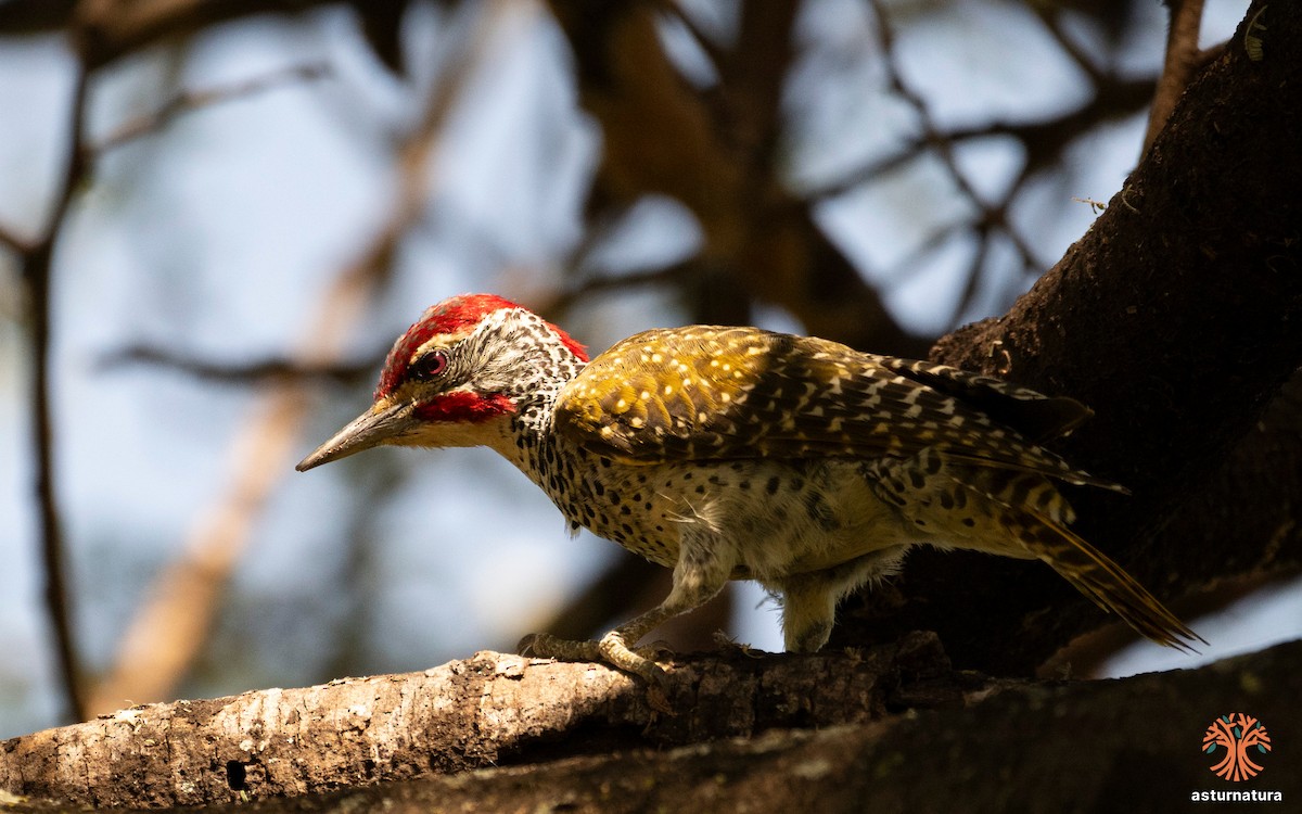 Nubian Woodpecker - ML645737687