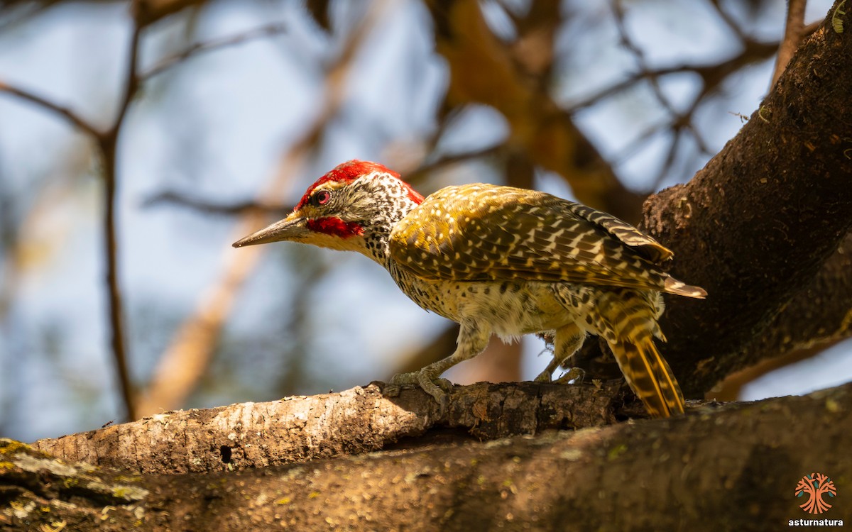 Nubian Woodpecker - ML645737688