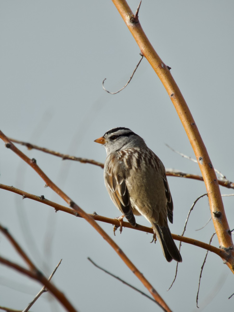 White-crowned Sparrow - ML645737689