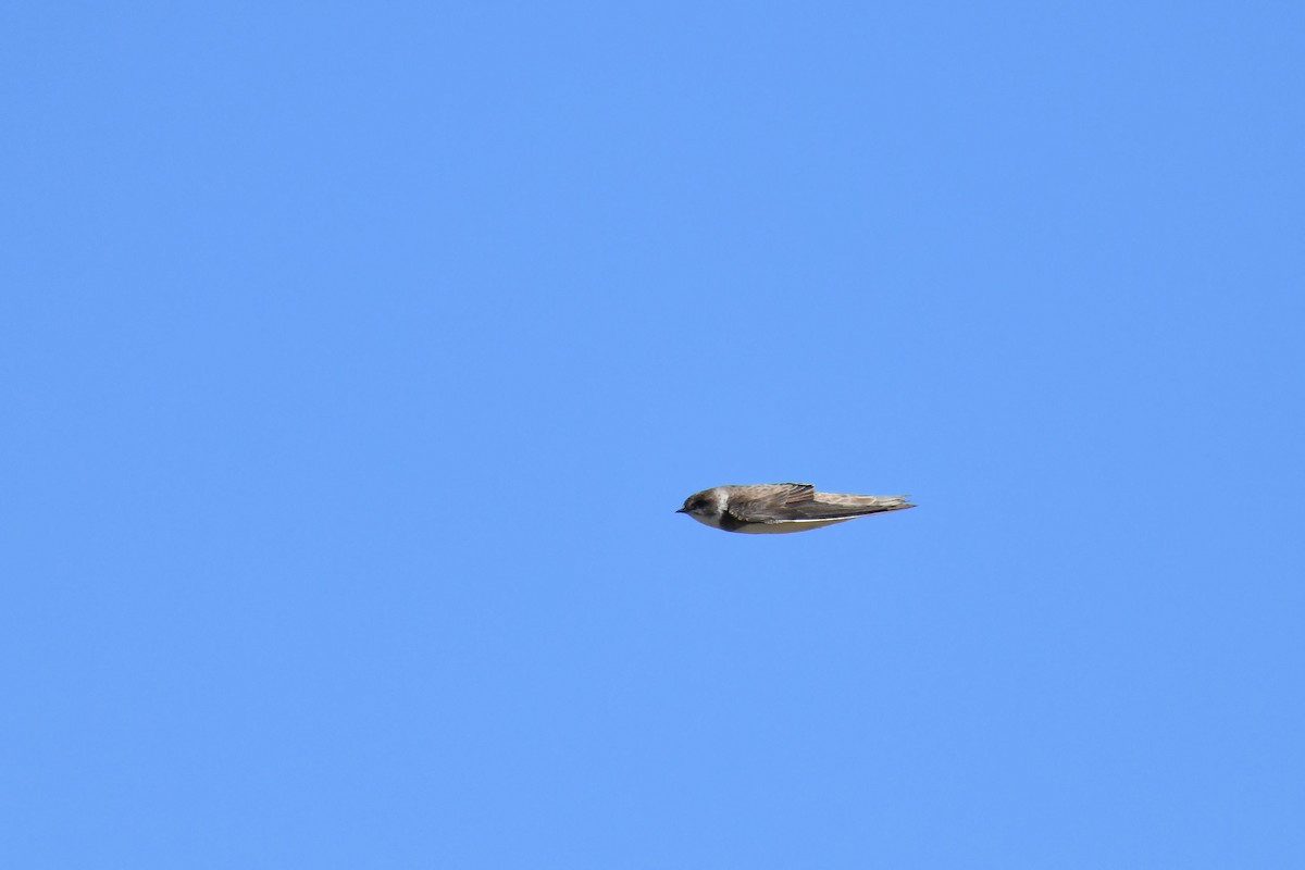 Bank Swallow - ML645737692