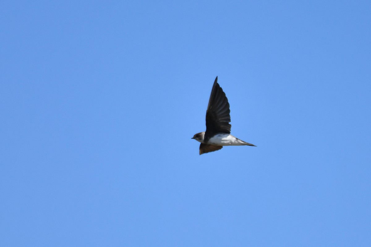 Bank Swallow - ML645737693