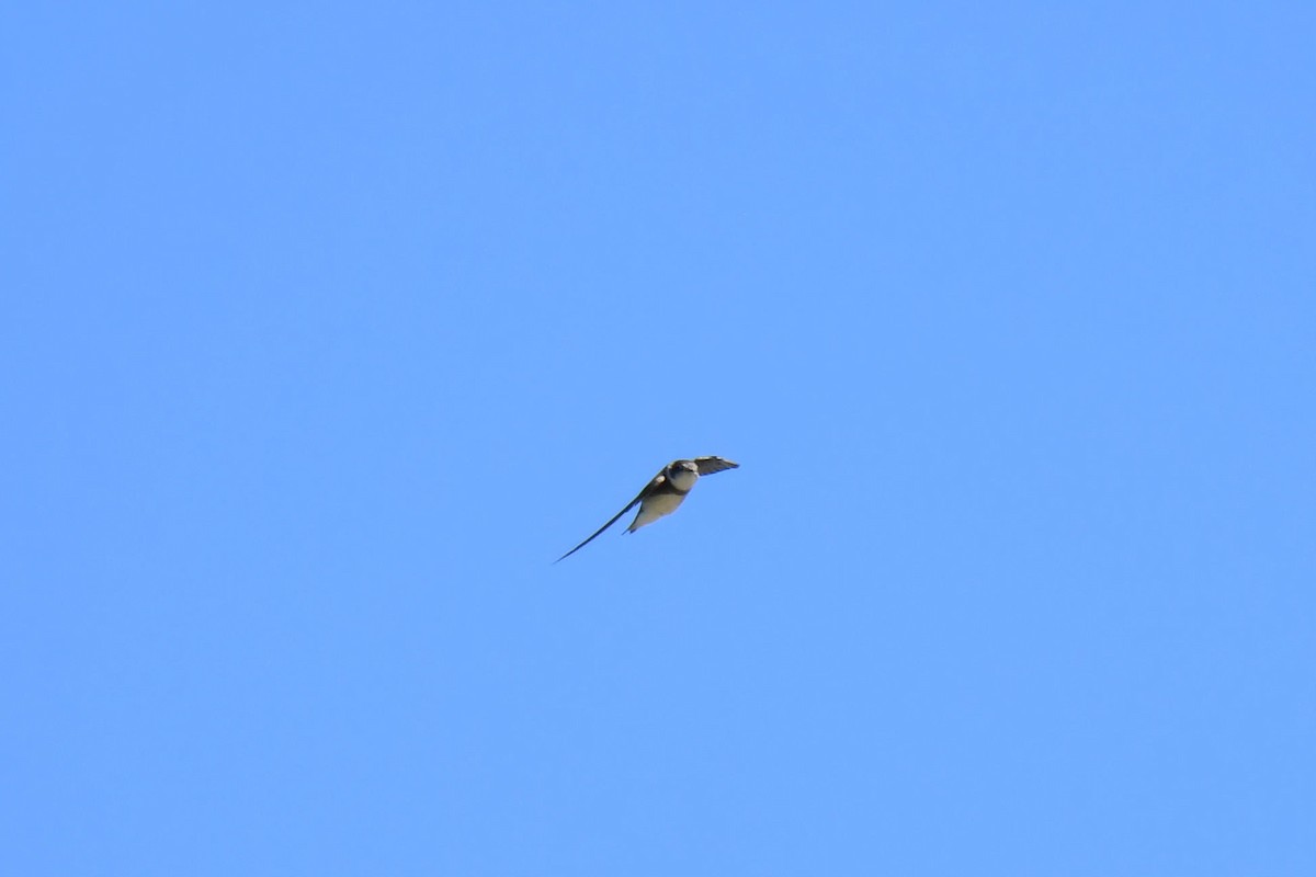 Bank Swallow - ML645737694