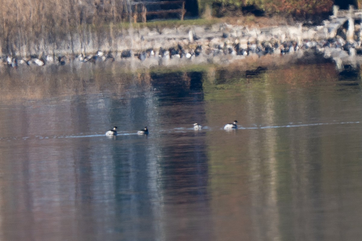 Eared Grebe - ML645737699