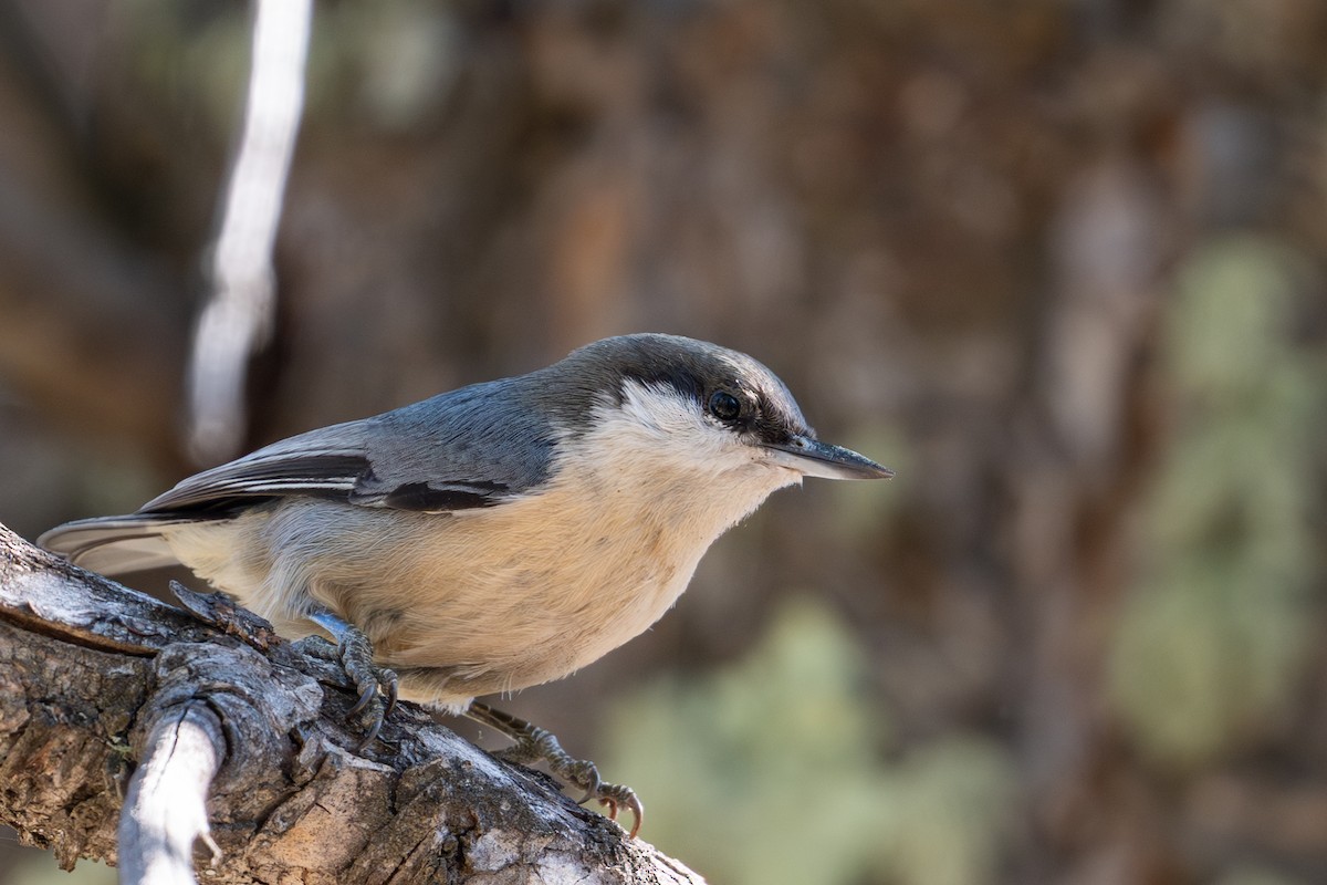 Pygmy Nuthatch - ML645737719