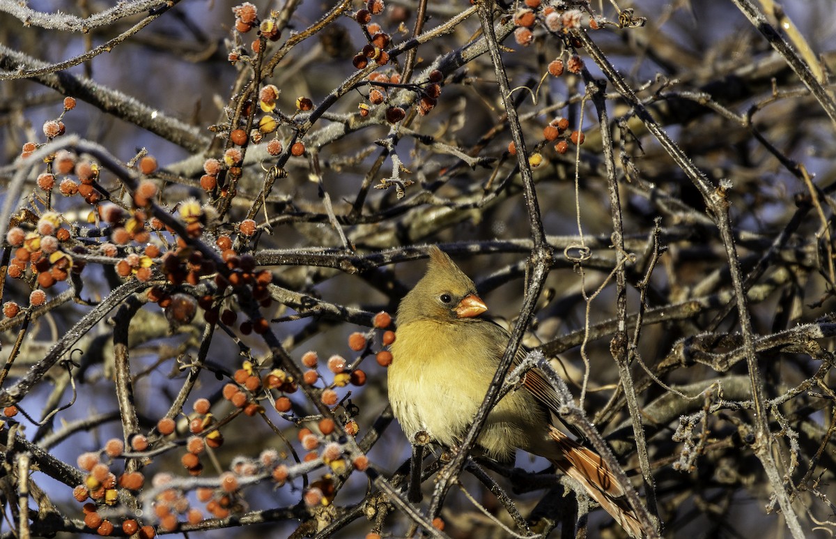 Northern Cardinal - ML645737723