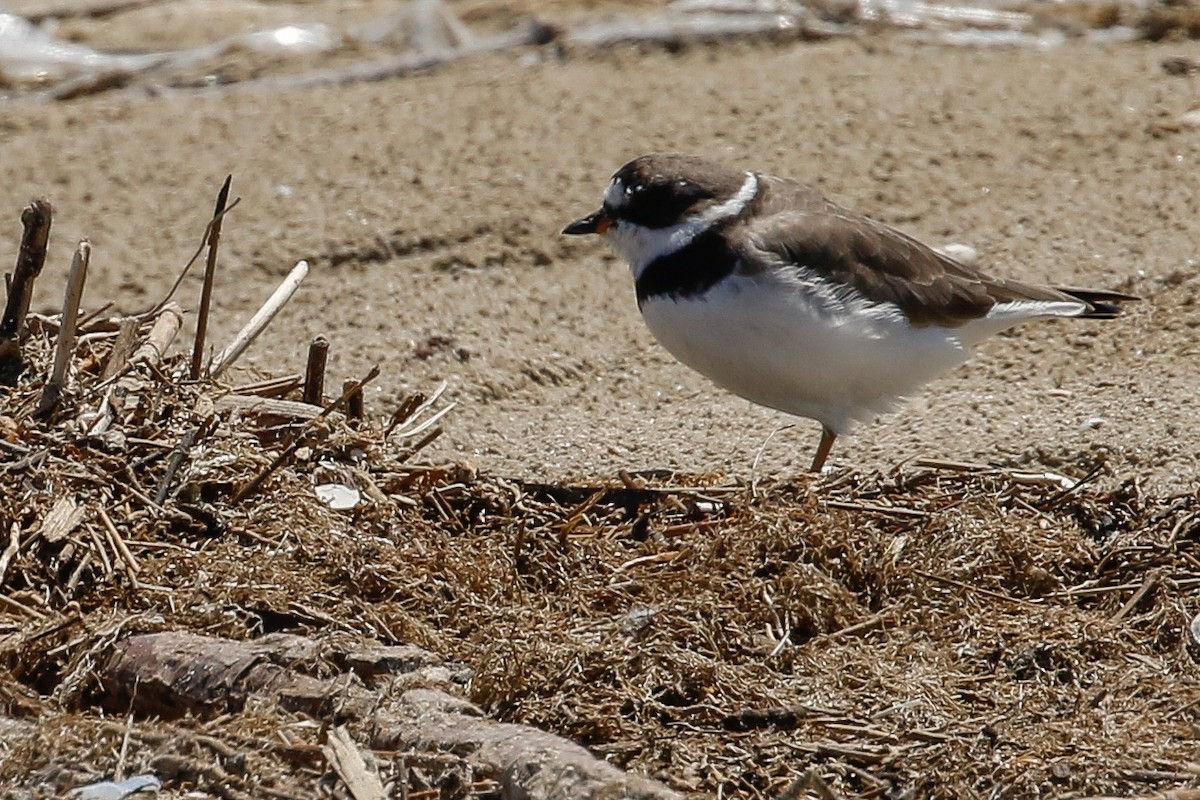 Semipalmated Plover - ML645737725