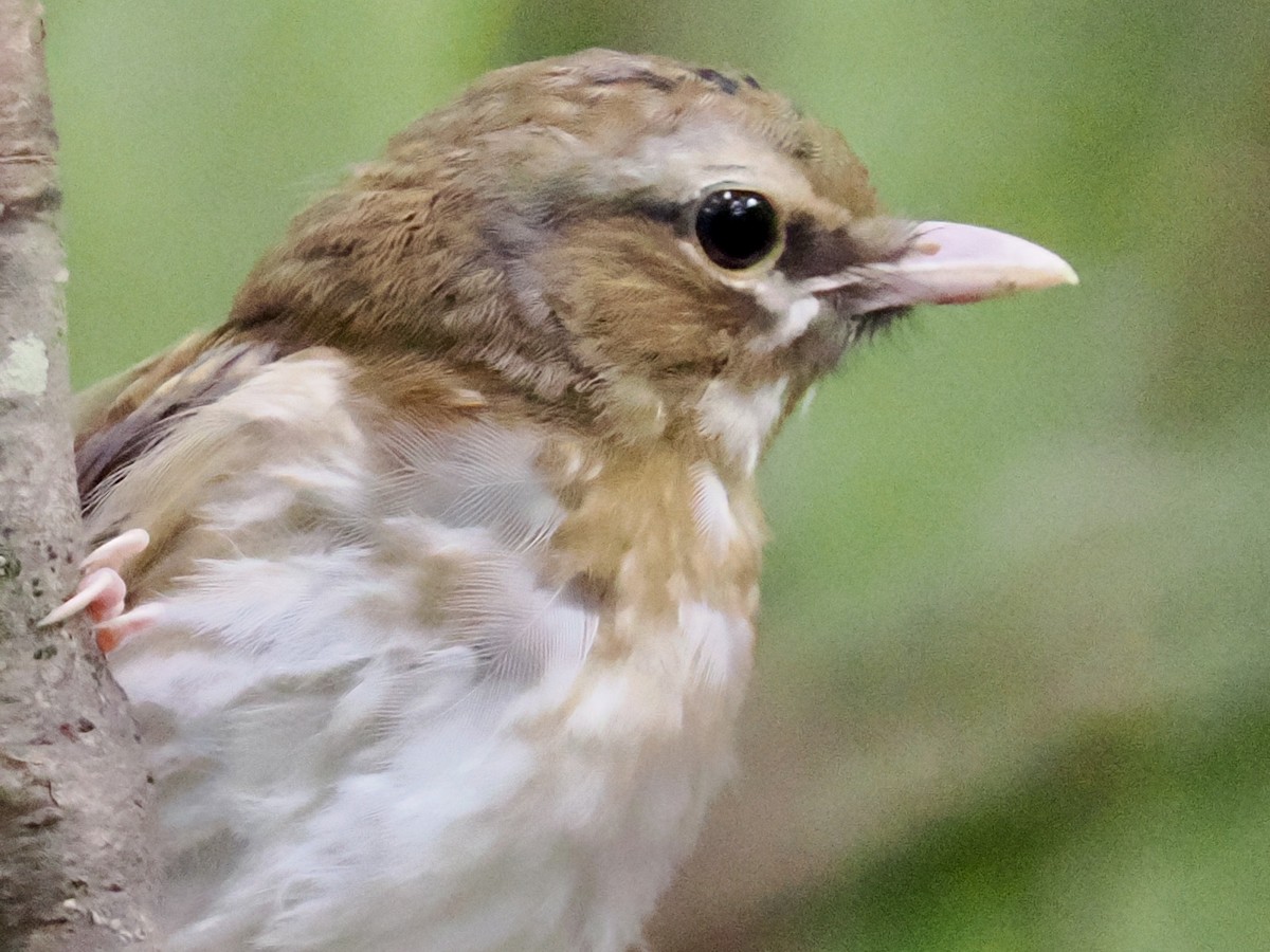 Doğulu Sarı Bülbül - ML645737726