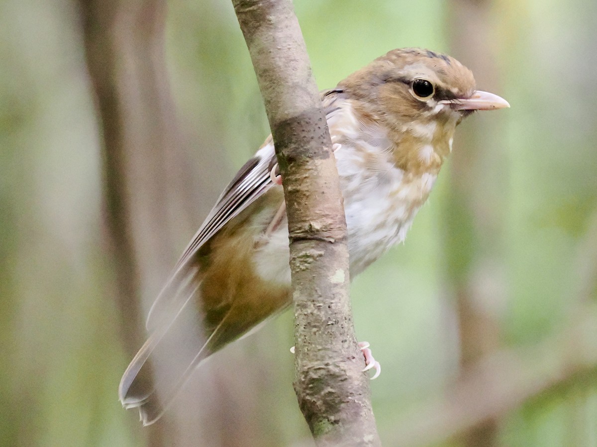 Doğulu Sarı Bülbül - ML645737727