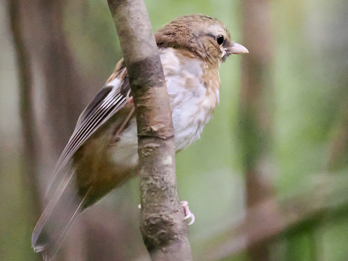 Doğulu Sarı Bülbül - ML645737728