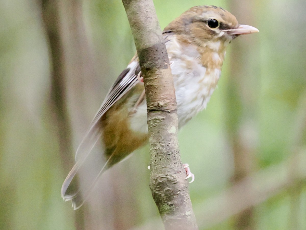 Doğulu Sarı Bülbül - ML645737729