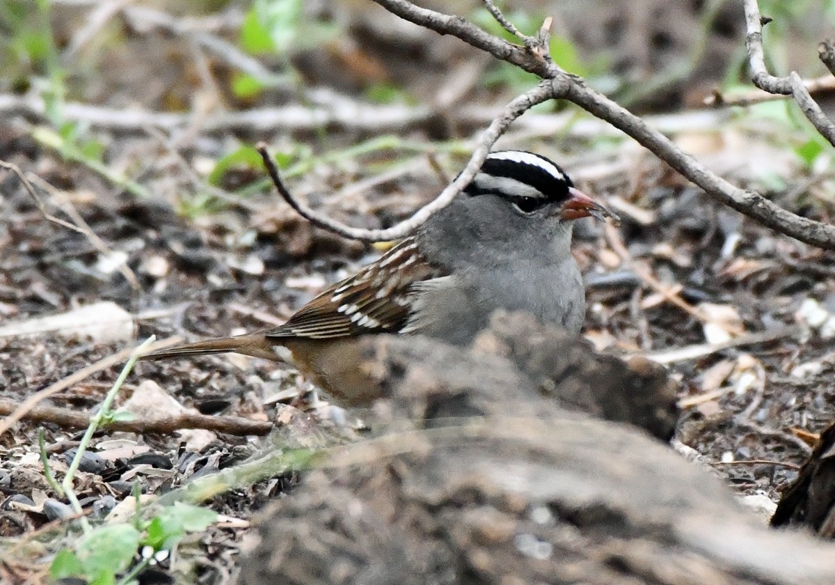 White-crowned Sparrow (Dark-lored) - ML645737740