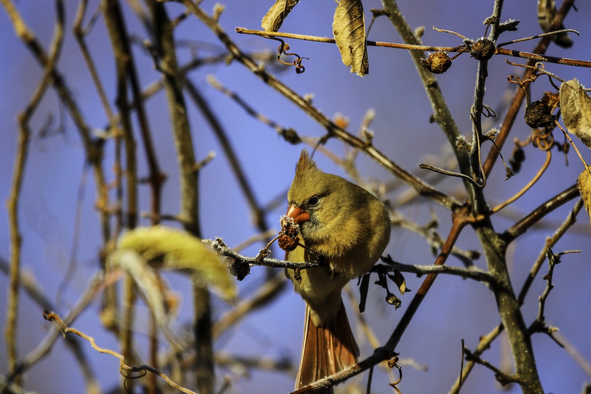 Northern Cardinal - ML645737741