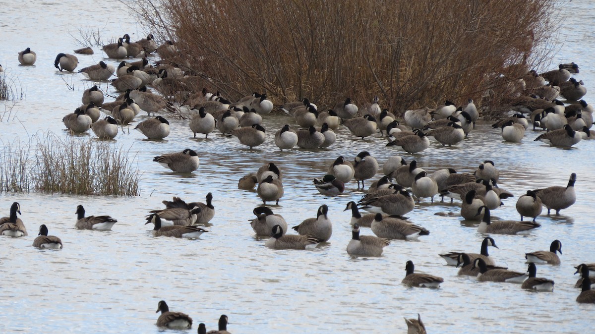 Canada Goose - ML645737747