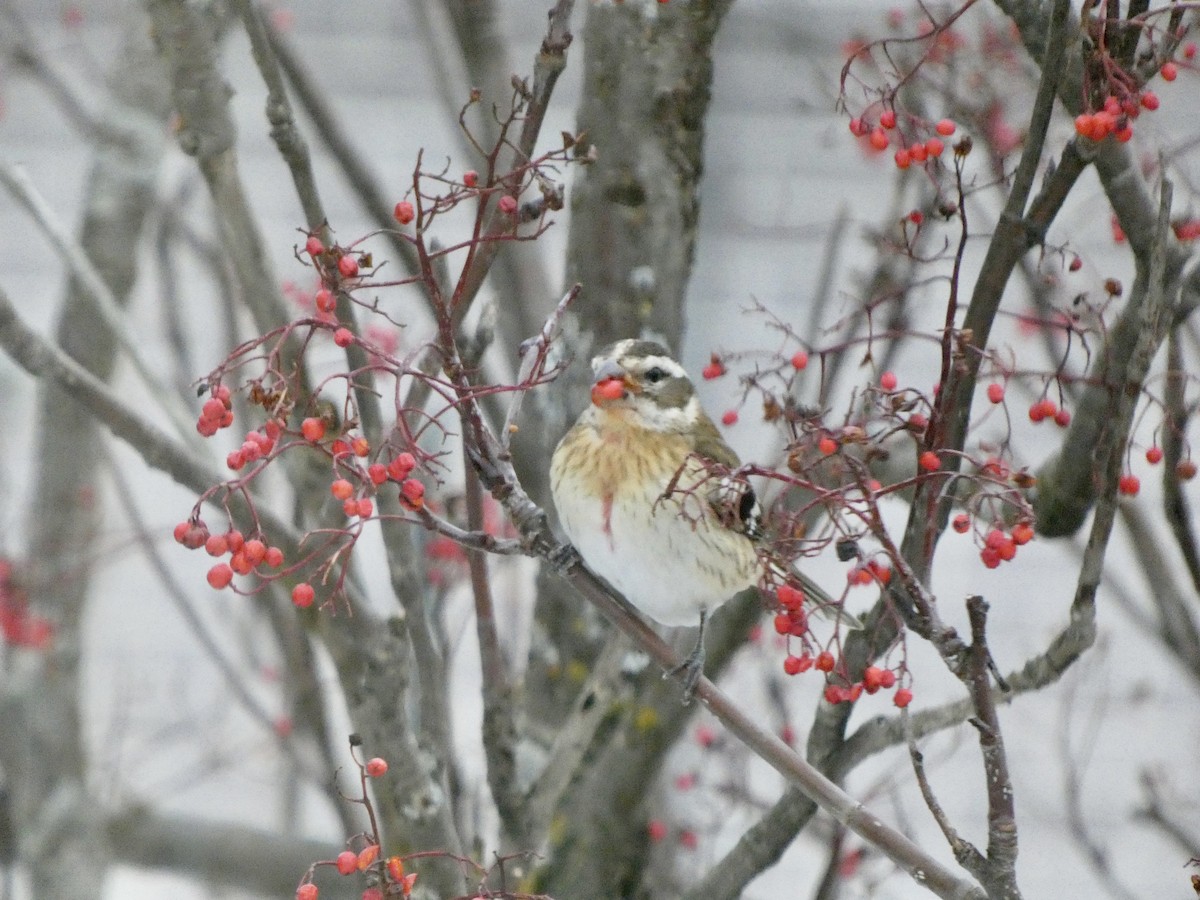 Rose-breasted Grosbeak - ML645737748