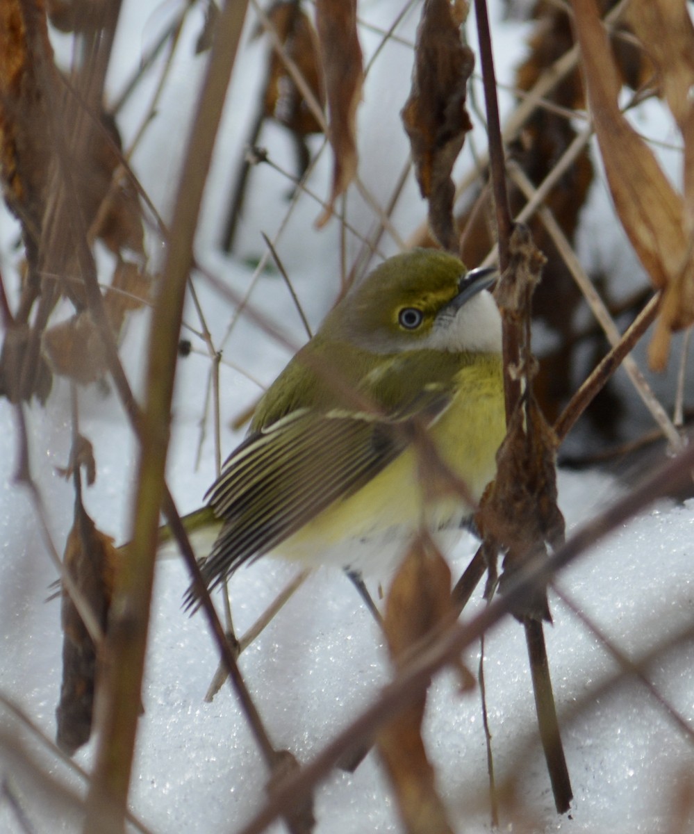 White-eyed Vireo - ML645737749