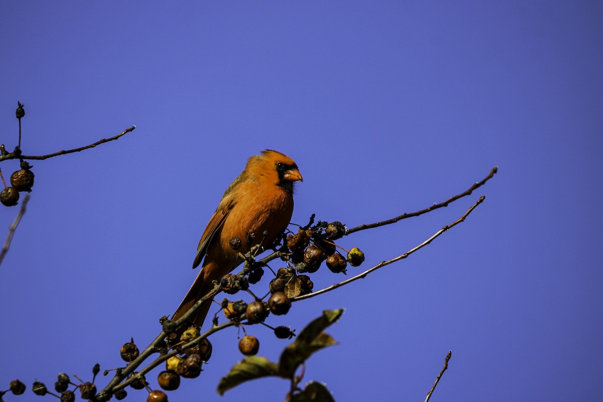 Northern Cardinal - ML645737750