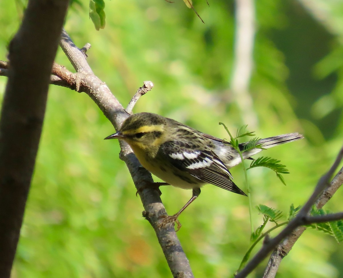 Blackburnian Warbler - ML645737752