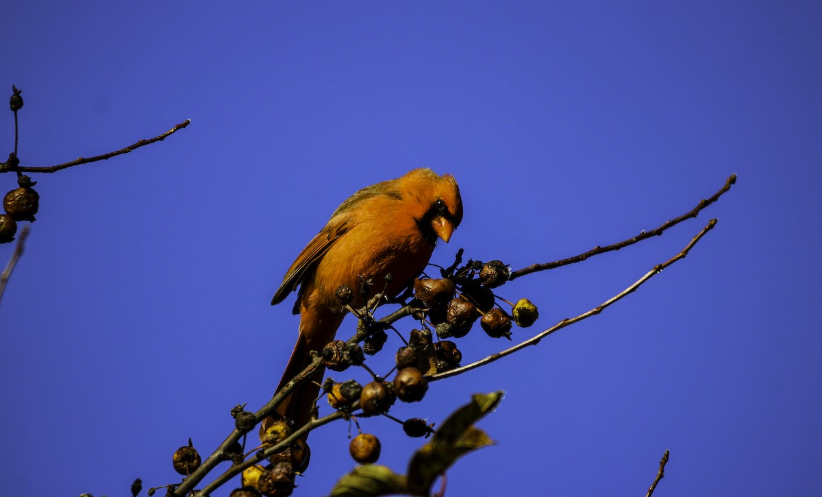 Northern Cardinal - ML645737760