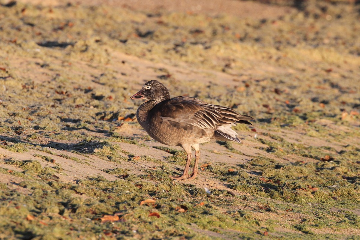 Snow Goose - ML645737763