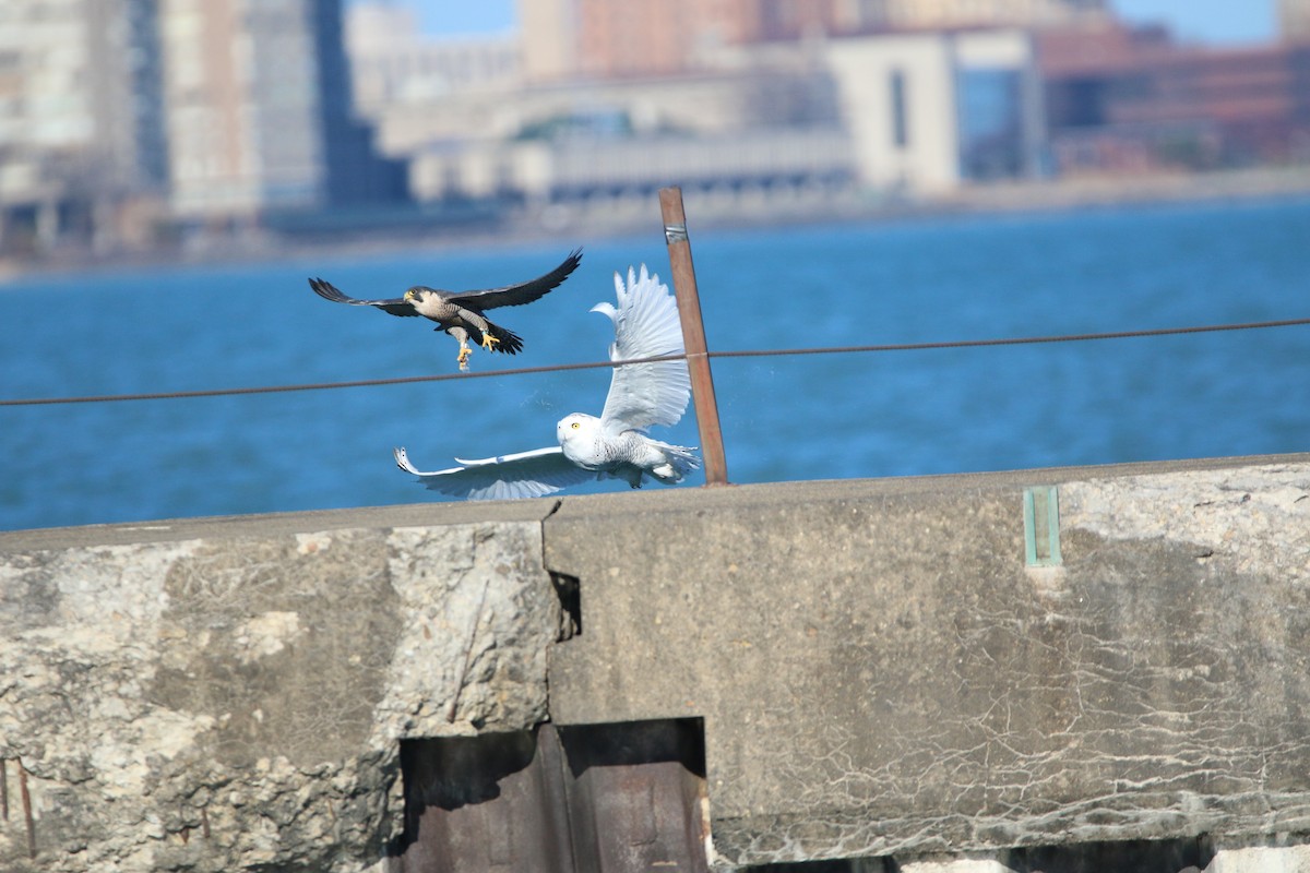 Peregrine Falcon - ML645737764