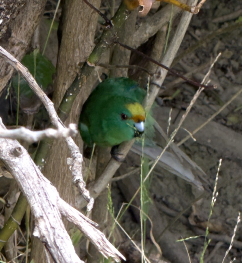 Malherbe's Parakeet - ML645737767