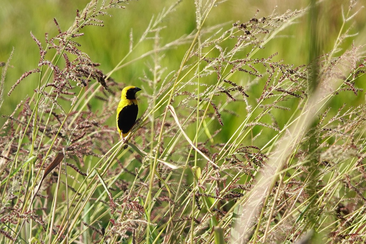 Yellow-crowned Bishop - ML645737772