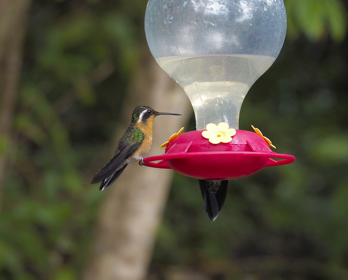 Purple-throated Mountain-gem - ML645737780