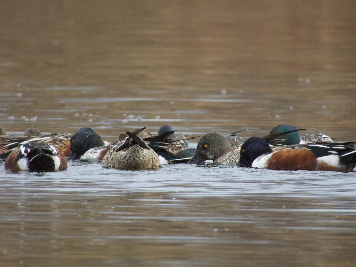 Northern Shoveler - ML645737781