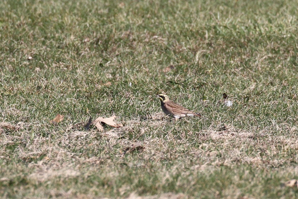 Alondra Cornuda - ML645737782