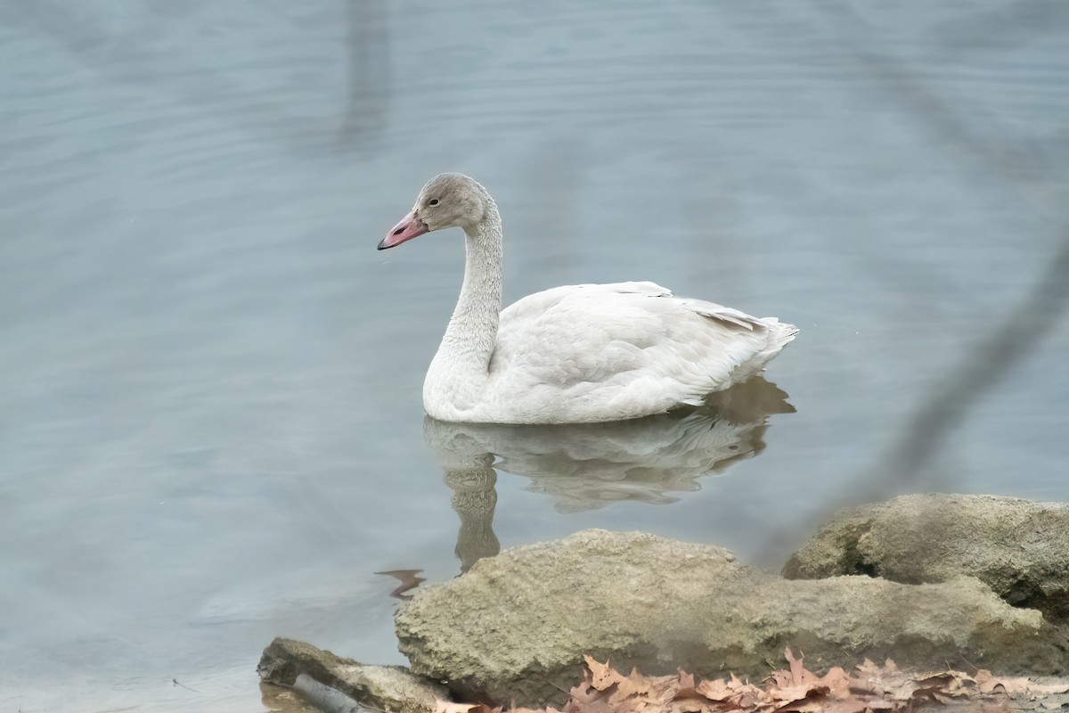 Tundra Swan - ML645737790