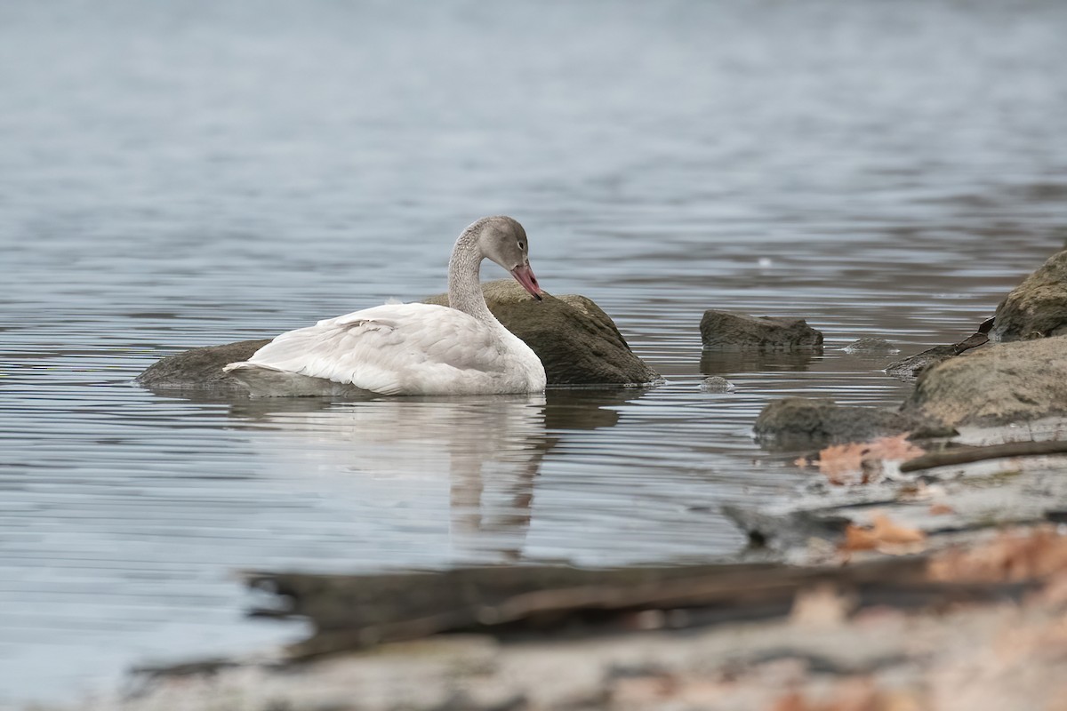 Tundra Swan - ML645737791