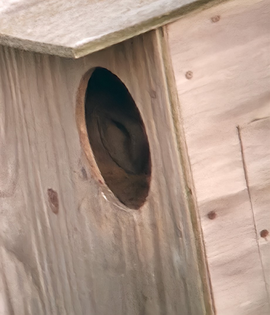 American Barn Owl (American) - ML645737793