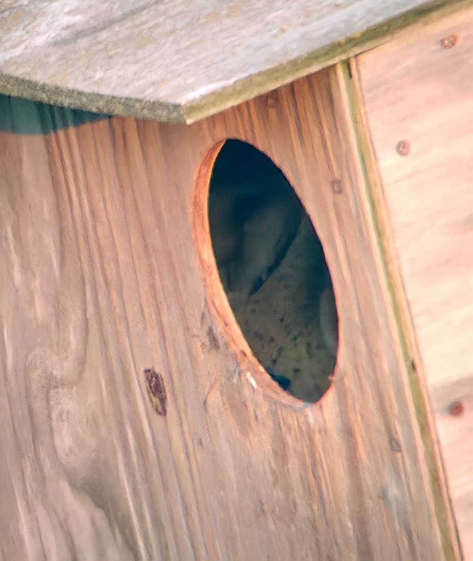 American Barn Owl (American) - ML645737794