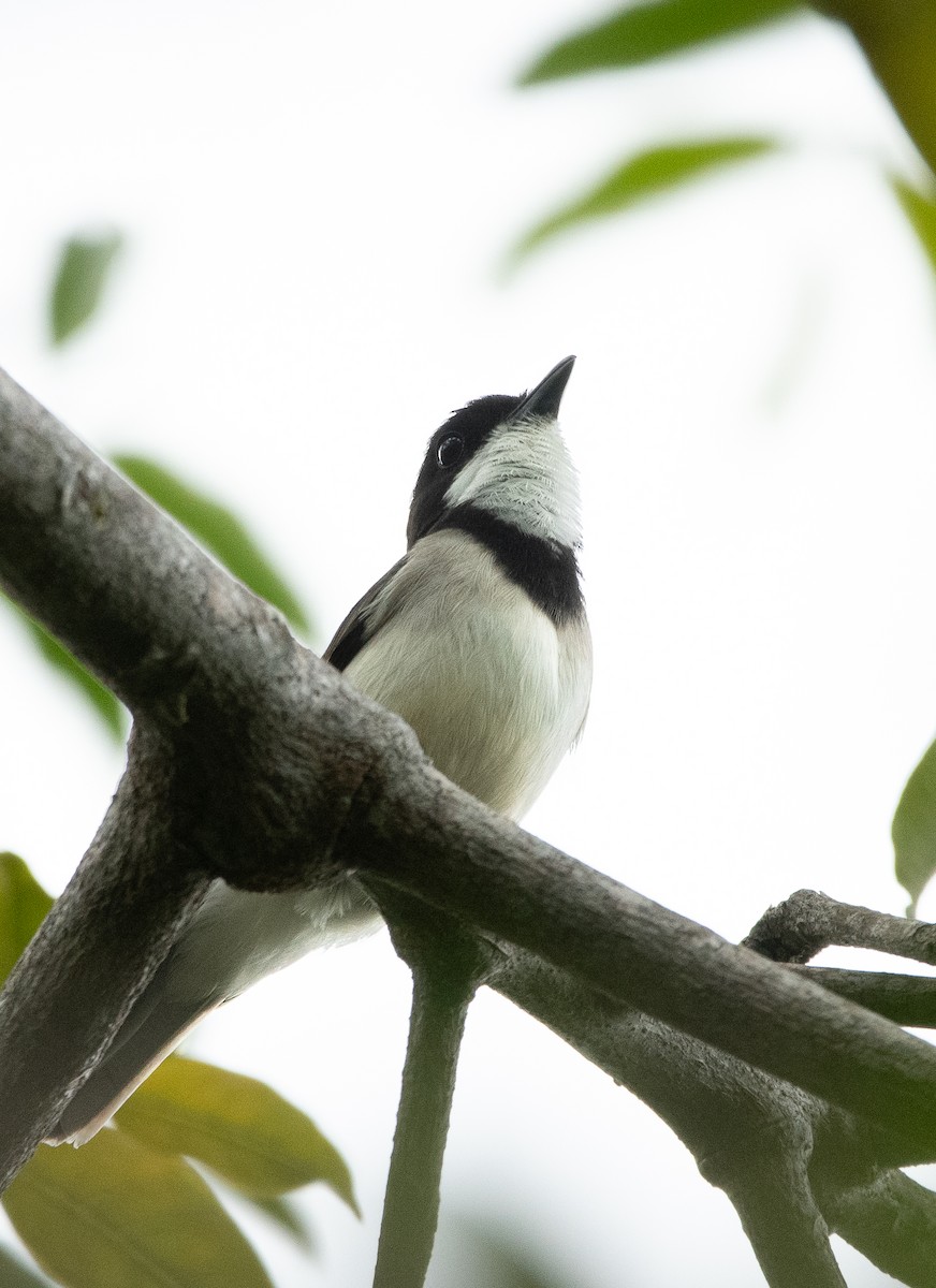 Wallacean Whistler (Tayandu) - ML645737803