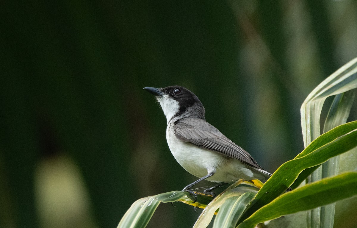 Wallacean Whistler (Tayandu) - ML645737805