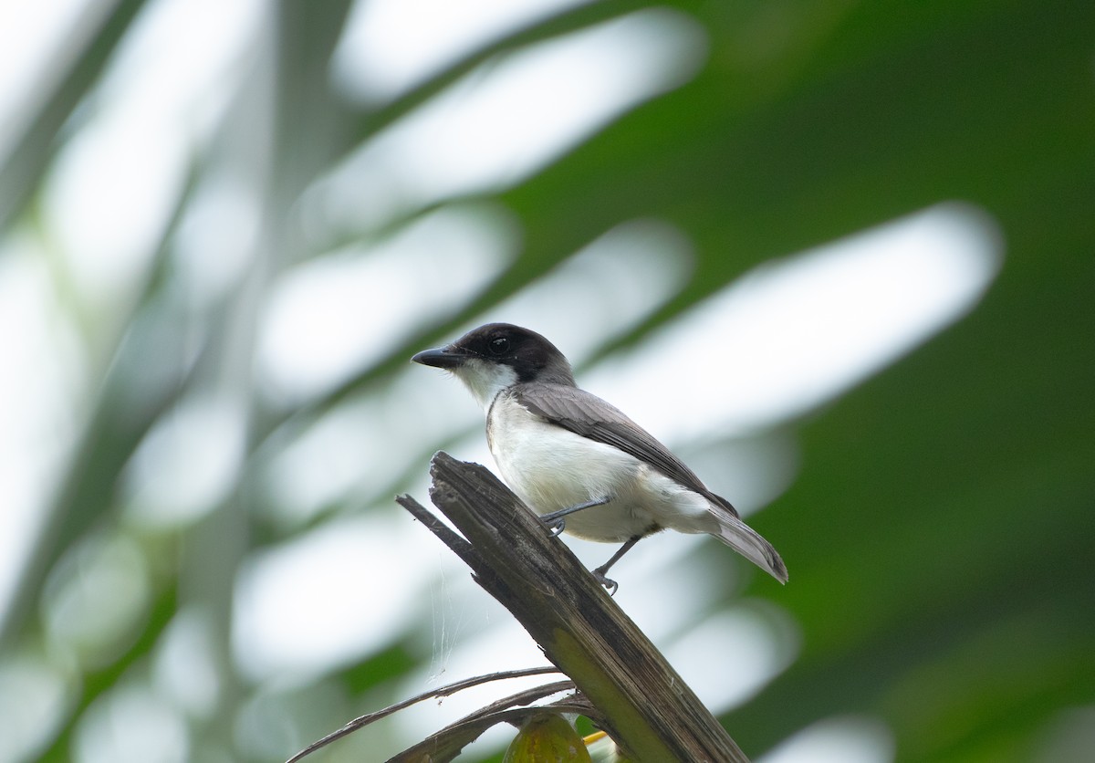 Wallacean Whistler (Tayandu) - ML645737806